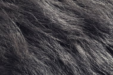 Köpek Saç dokusu