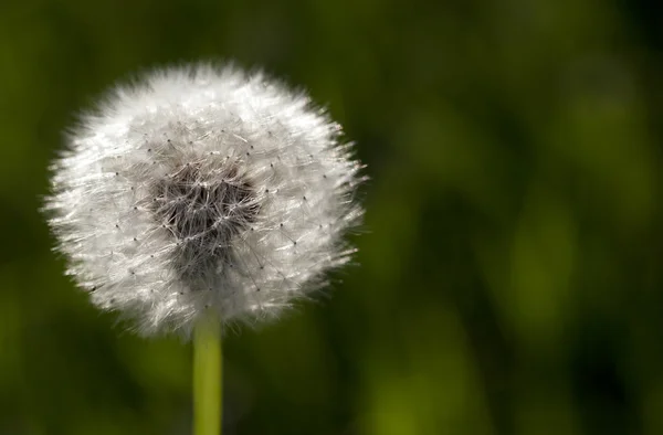 Fluffy dandelion, close-up — Stock Photo, Image