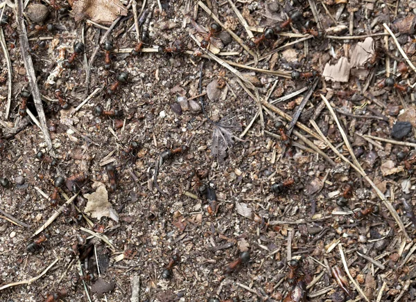 Ants on te ground — Stock Photo, Image