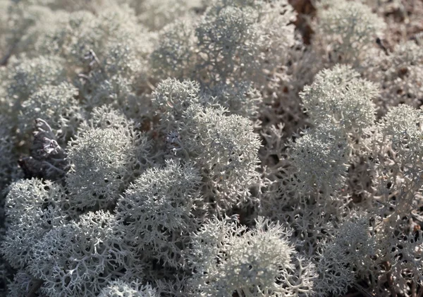 Reindeer lichen, close-up — Stock Photo, Image