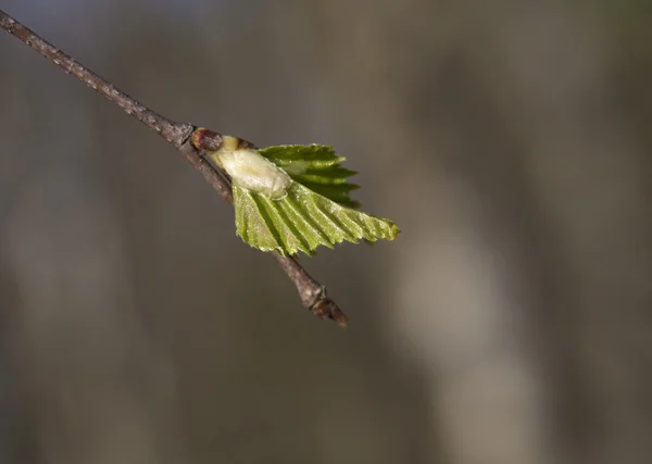 Frühlingsblätter, Makroaufnahme — Stockfoto