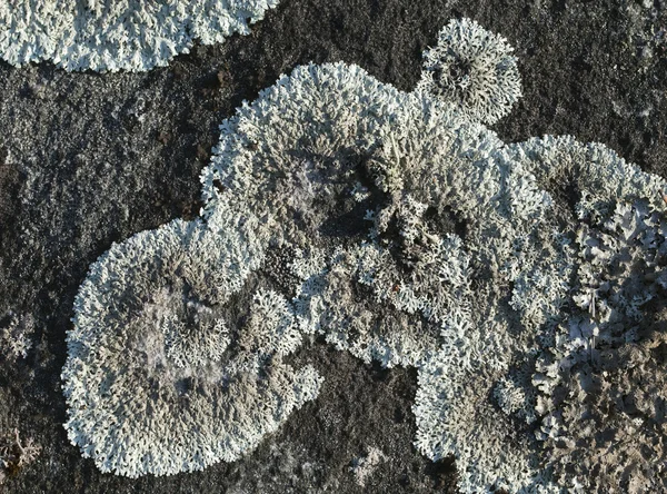 Lichen在石头上 — 图库照片