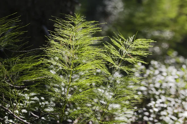 在逆光的马尾植物 — 图库照片