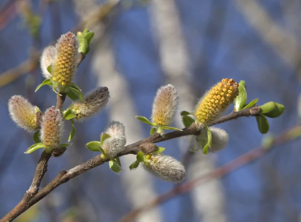 봄에서 버들 강아지 버드 나무 — 스톡 사진