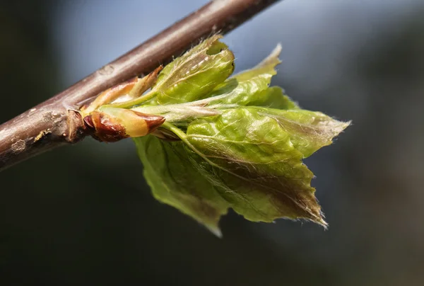 Hojas de primavera, macro shot — Foto de Stock