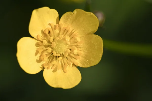 Yellow wood anemone, Anemone ranunculoides — Stock Photo, Image