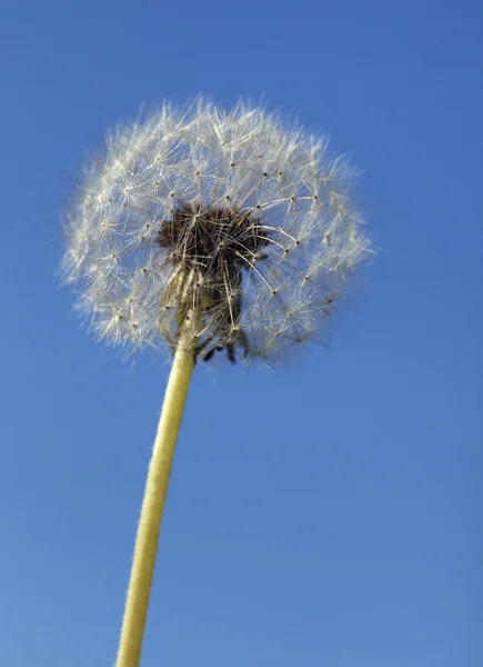 Fluffy dandelion, close-up — Stock Photo, Image