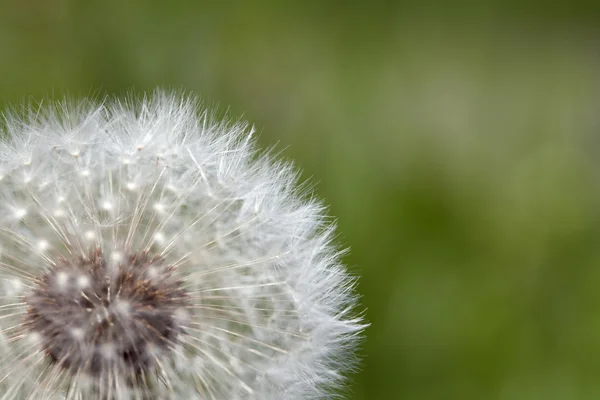 Fluffy dandelion, close-up — Stock Photo, Image