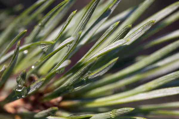 Pine bud in het voorjaar — Stockfoto
