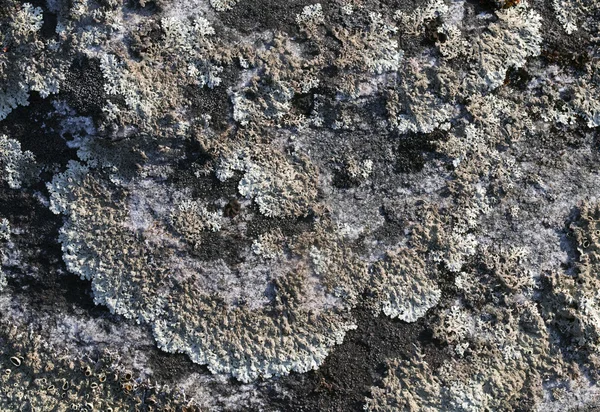 Lichen sur une pierre — Photo