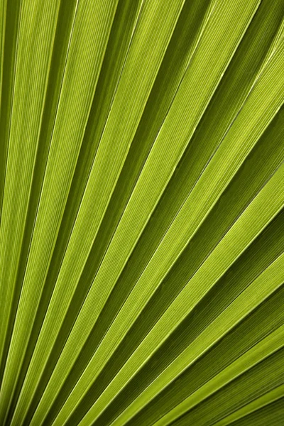 Hoja de palma en luz trasera — Foto de Stock