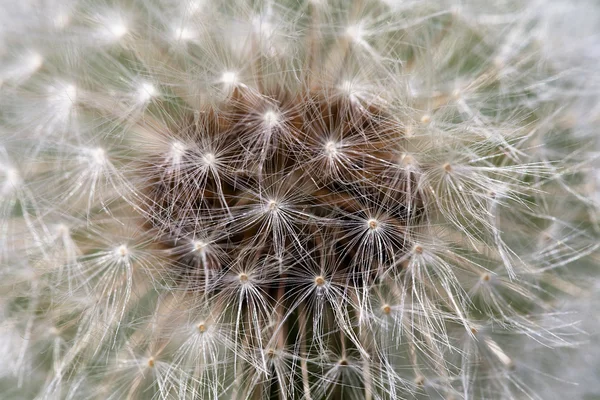 Fluffy dandelion, close-up — Stock Photo, Image