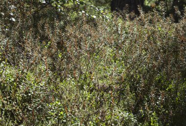 Bataklık Ledum ağaçlarına