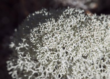 Ren geyiği liken, yakın çekim