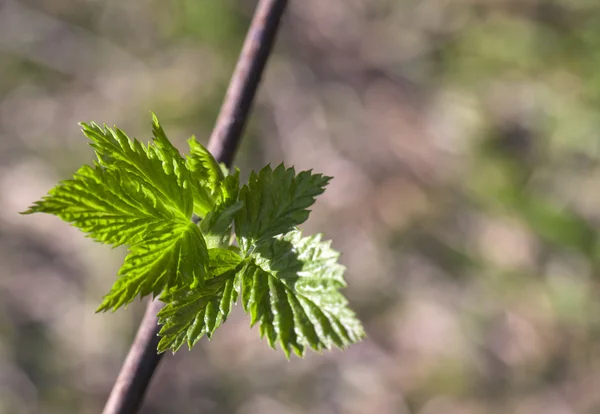 Foglie di lampone giovani — Foto Stock