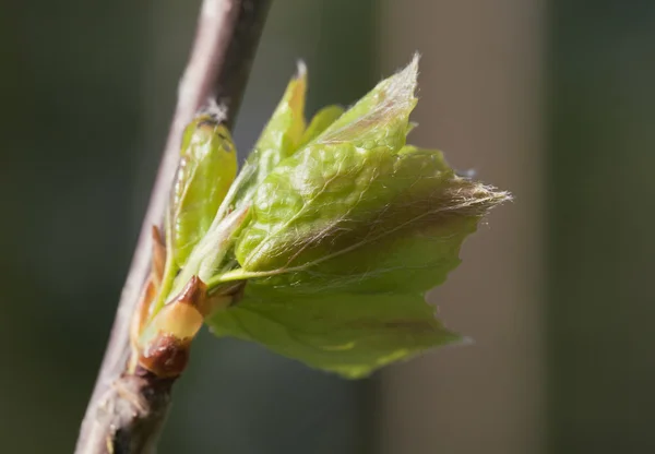 봄 잎, 매크로 촬영 — 스톡 사진
