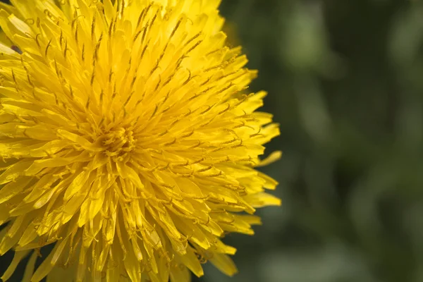 Flor de diente de león, primer plano —  Fotos de Stock