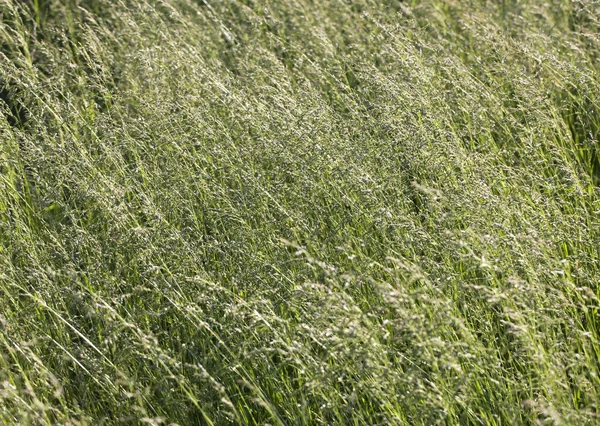 Трава на лугу — стоковое фото