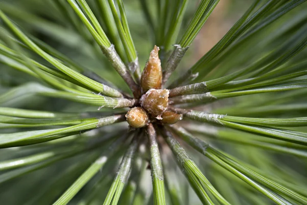 Kiefernknospe im Frühling — Stockfoto