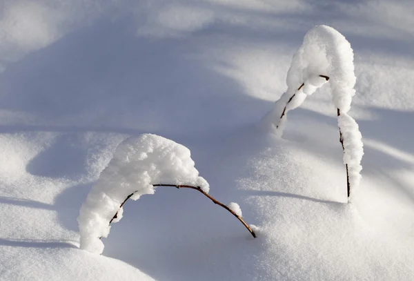 Pobočka ve sněhu — Stock fotografie
