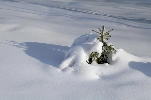 Branch in de sneeuw — Stockfoto