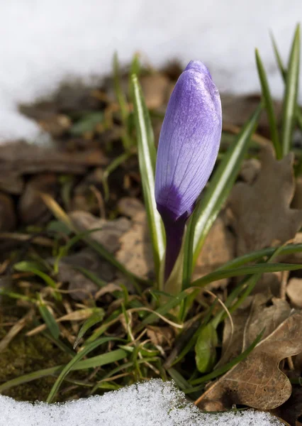 Crocus květina ve sněhu — Stock fotografie