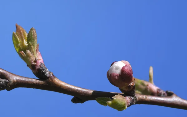 Sakura buds, close-up — Stock Photo, Image