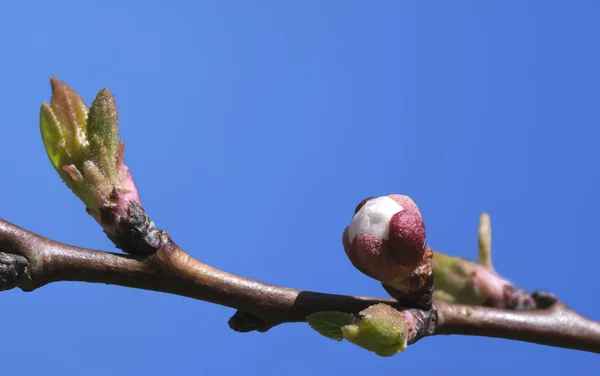 Sakura rügyek, közeli — Stock Fotó