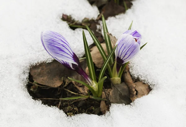 Crocus květina ve sněhu — Stock fotografie
