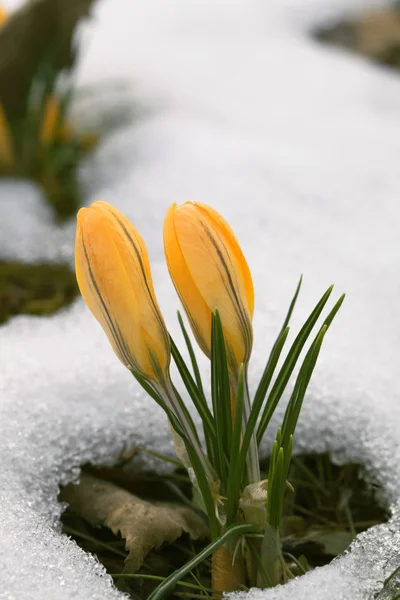 在雪地里的藏红花 — 图库照片