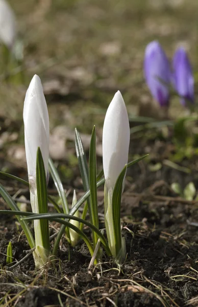 Fleurs de crocus au printemps — Photo