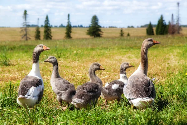 The herd of geese — Stock Photo, Image