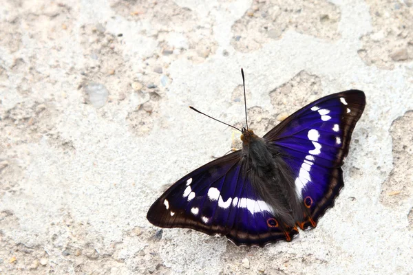 Gyönyörű pillangó, kék szárnyakkal — Stock Fotó
