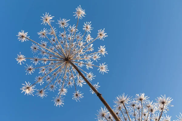 Plante Ombellifère Panais Vache Hiver Dans Givre Rime — Photo