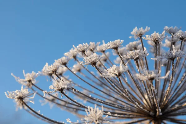 Umbelliferous Plant Cow Parsnip Winter Rime Frost — Stock Photo, Image