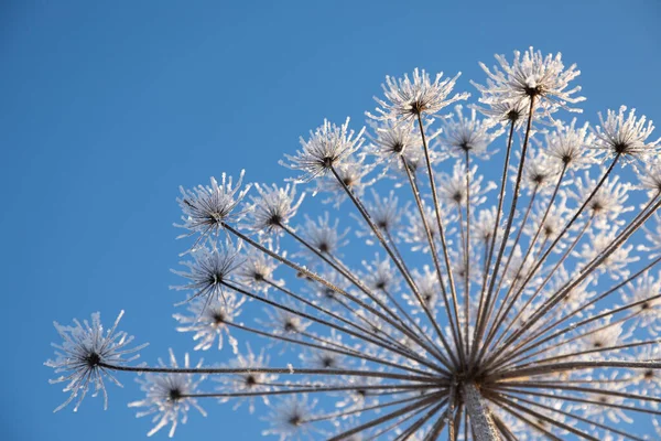 Schermbloemig Plant Koe Pastinaak Winter Rime Vorst — Stockfoto