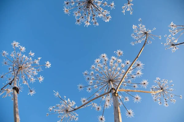 Umbelliferous Plant Cow Parsnip Winter Rime Frost — Stock Photo, Image