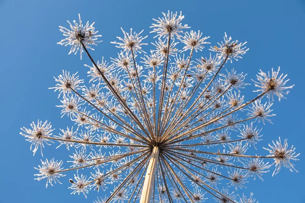 Plante Ombellifère Panais Vache Hiver Dans Givre Rime — Photo