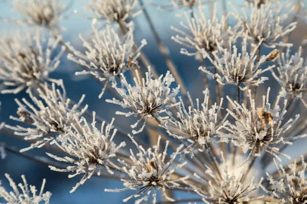 Plante Ombellifère Panais Vache Hiver Dans Givre Rime — Photo