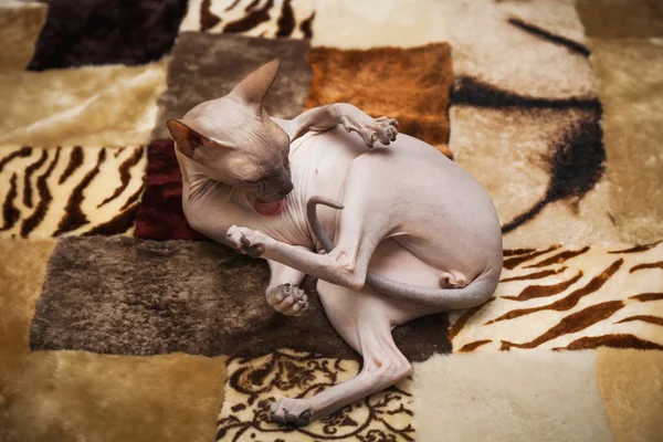 Naked cat — Stock Photo, Image