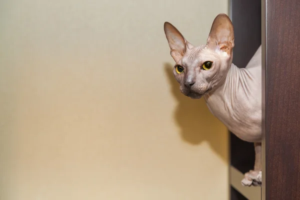 Naked cat — Stock Photo, Image