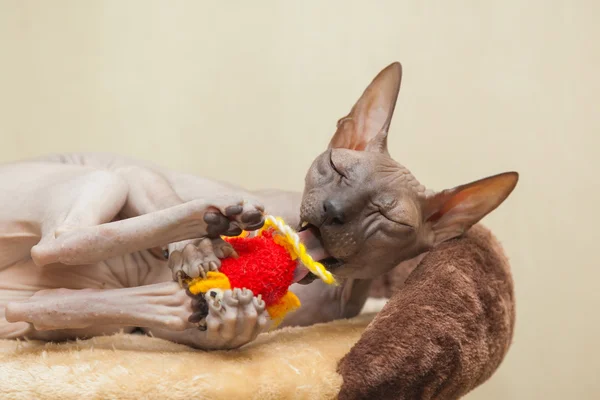 Naked cat — Stock Photo, Image