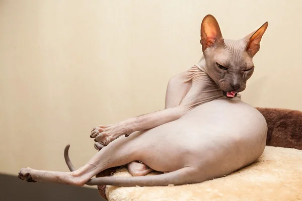 Naked cat — Stock Photo, Image