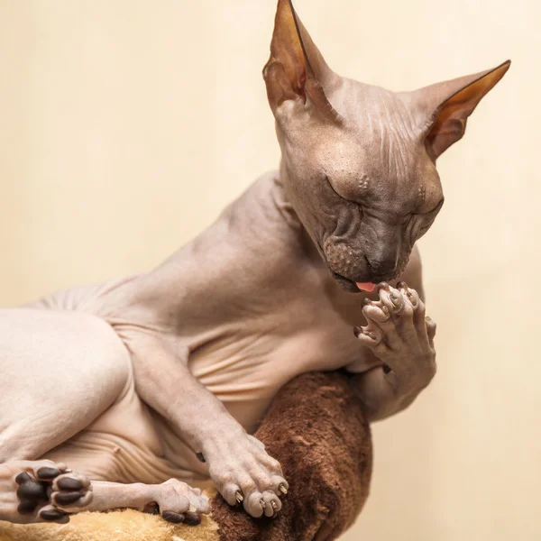 Naked cat — Stock Photo, Image