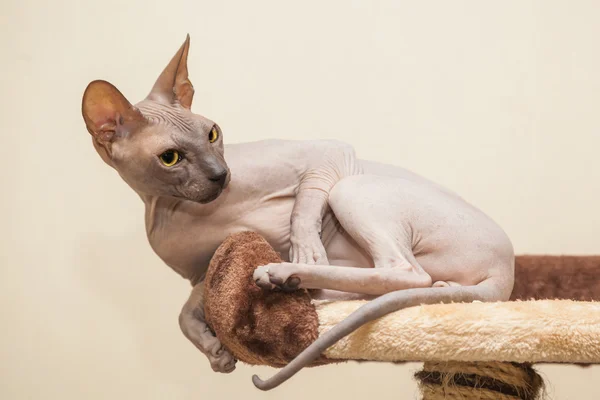 Naked cat — Stock Photo, Image