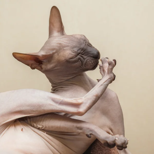 Naked cat — Stock Photo, Image