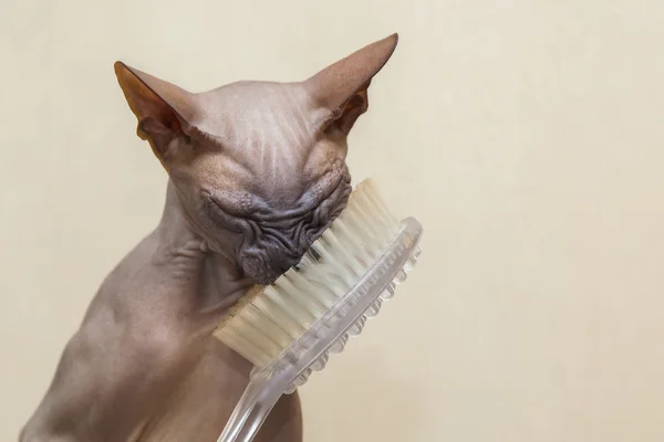 Naked cat — Stock Photo, Image