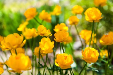 sarı çiçekler italmas