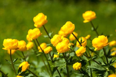 sarı çiçekler italmas