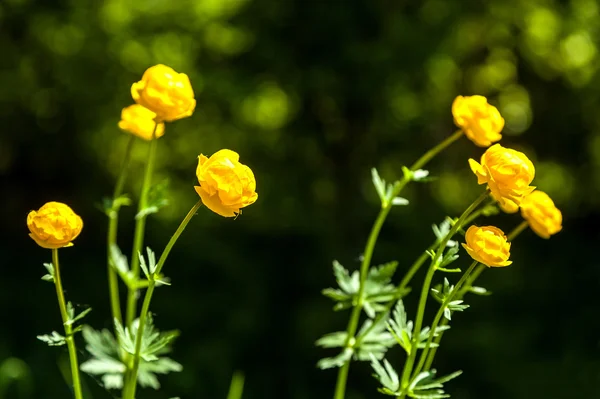 黄色の花やバス — ストック写真
